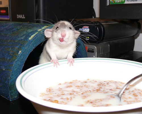 a rat sitting in front of a bowl of cereal