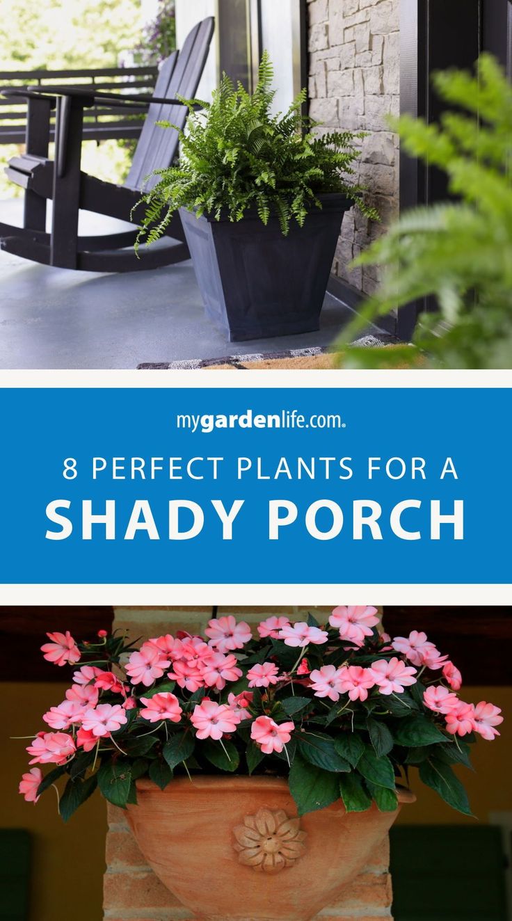 the front porch with potted plants and rocking chair in it, text reads 8 perfect plants for a shady porch