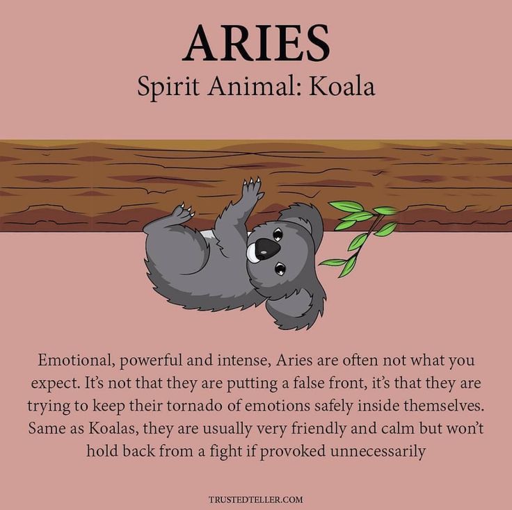 an animal that is sitting on top of a tree branch with the caption aries spirit animal koala