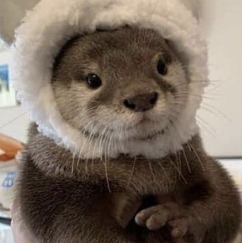 an otter is wearing a santa hat and standing on its hind legs