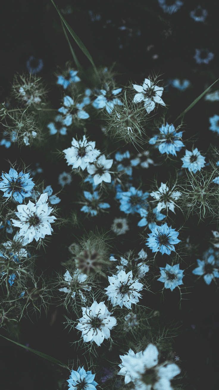 blue and white flowers are in the dark