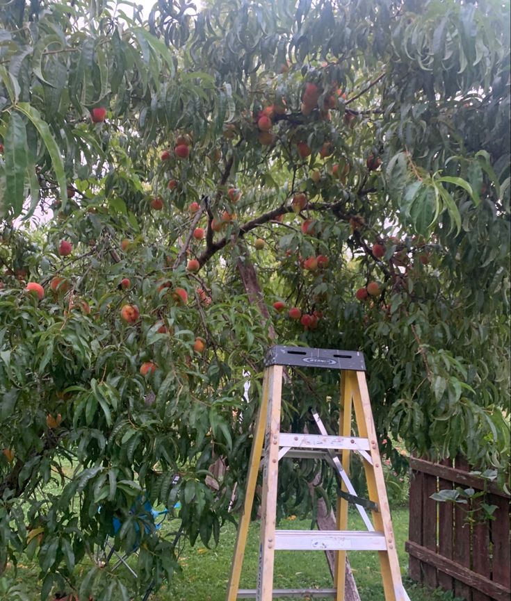 an apple tree with apples on it and a ladder in the foreground that is full of fruit