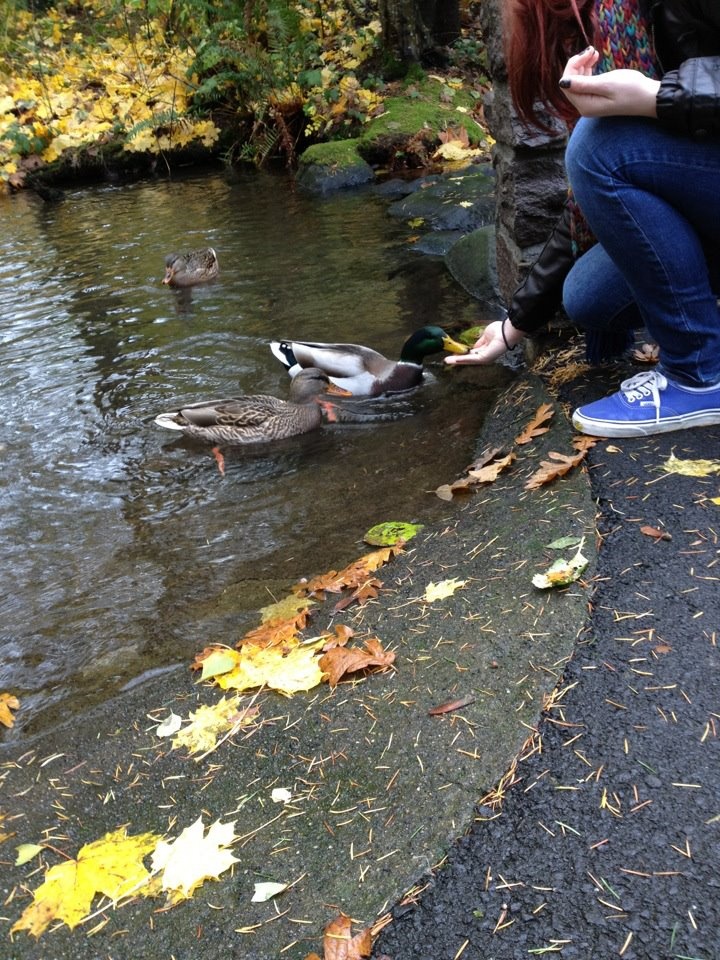 a woman feeding ducks on the edge of a river