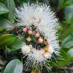 some white flowers and green leaves on a tree