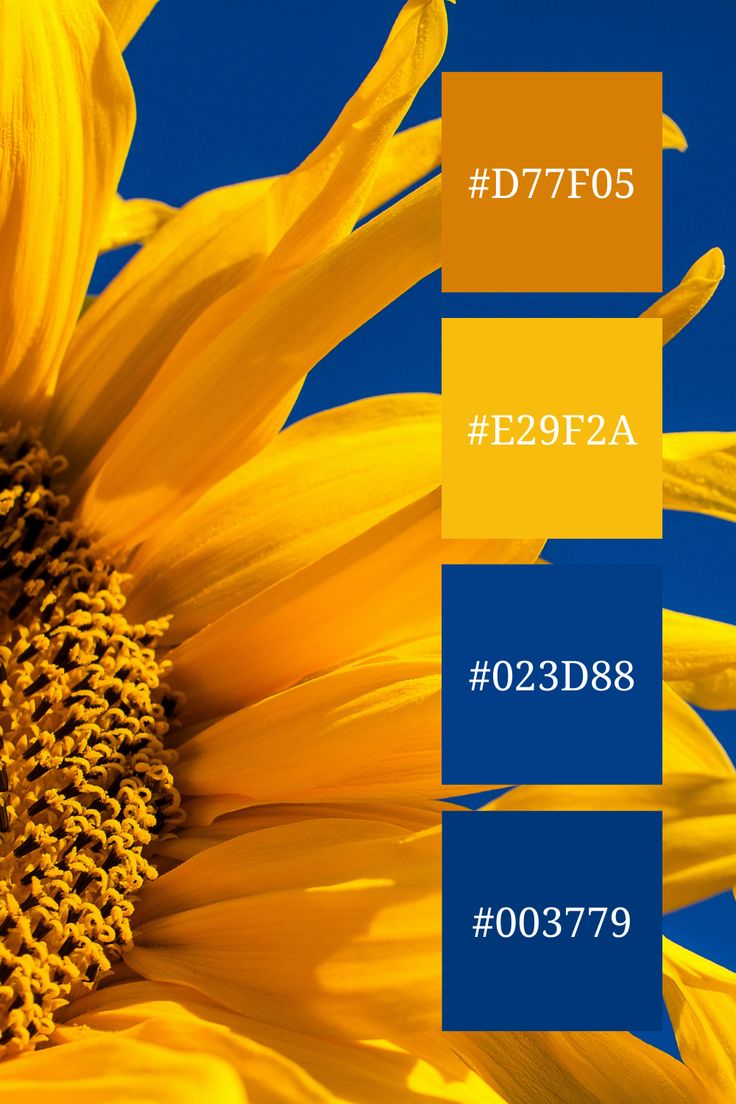 a yellow sunflower with the words d7705 e092a on it