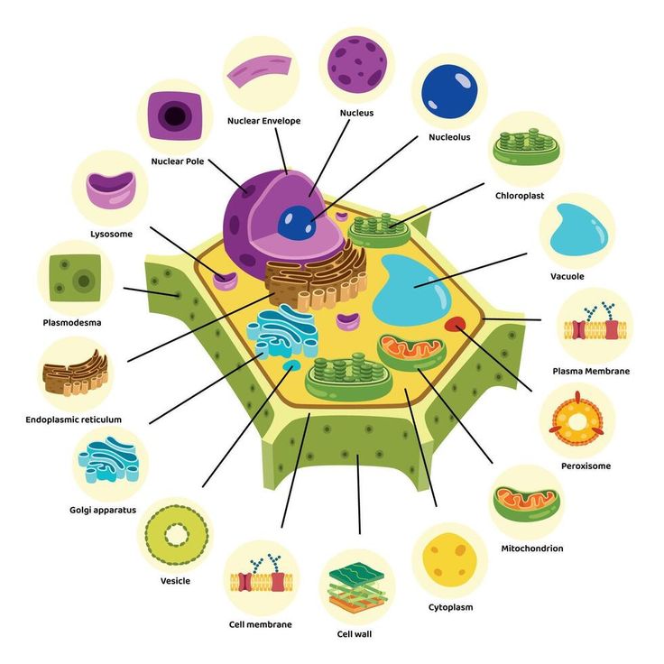 an animal cell diagram with all its components labeled in it's own words and pictures