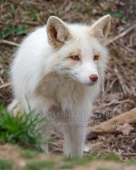 a white fox standing in the woods looking at something with an alert look on its face