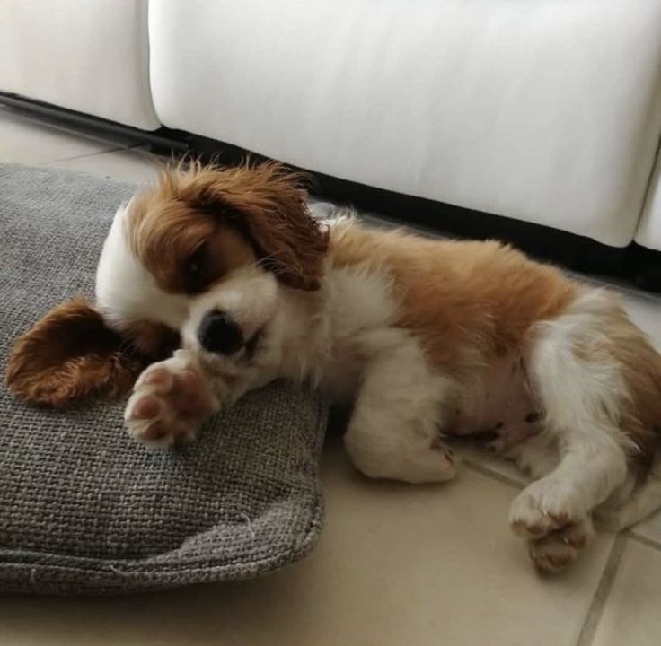 a small brown and white dog laying on top of a pillow