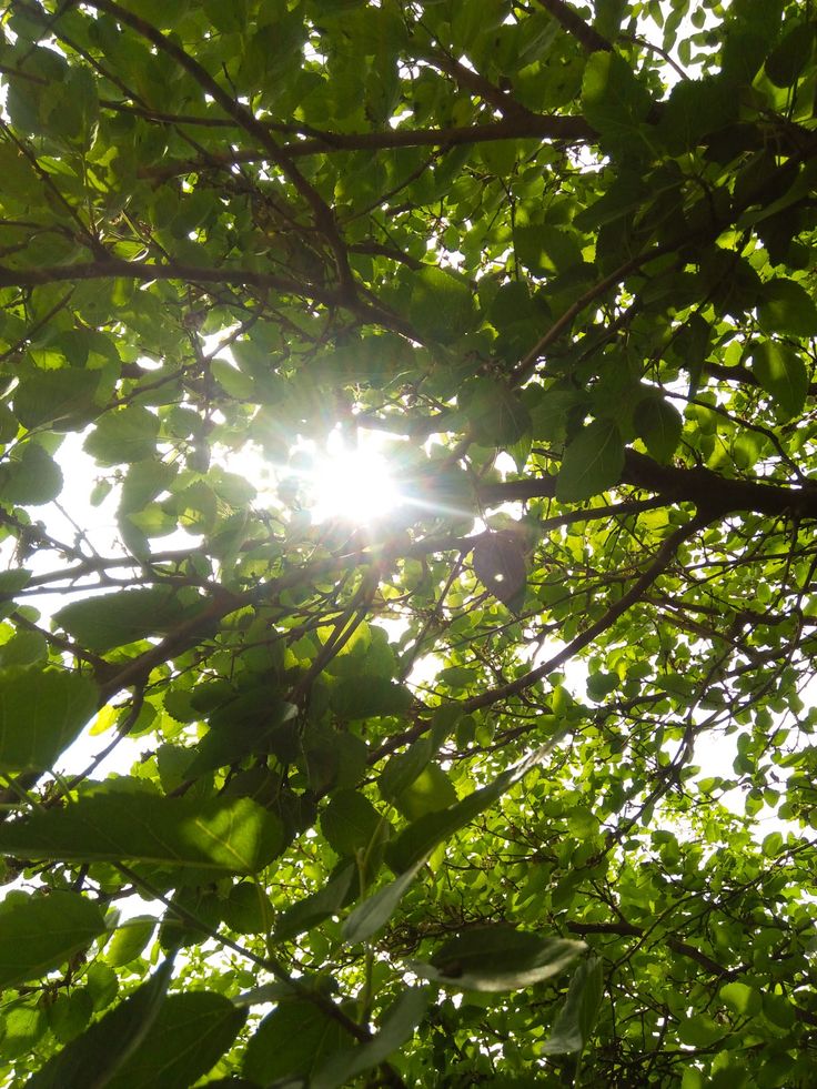 the sun shines through the green leaves of some tree's branches on a sunny day