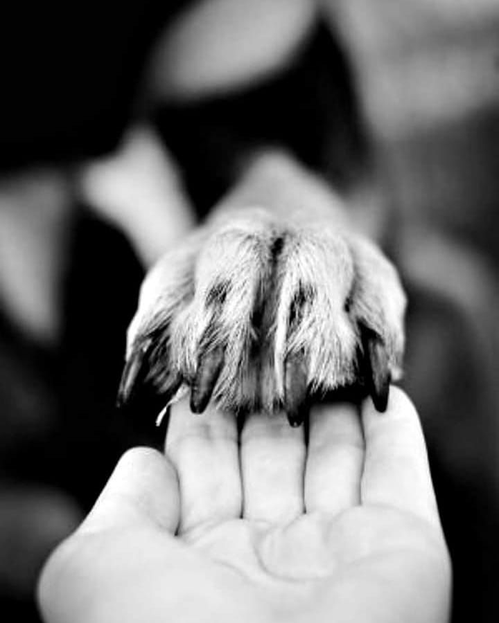 a dog paw is being held up by someone's hand