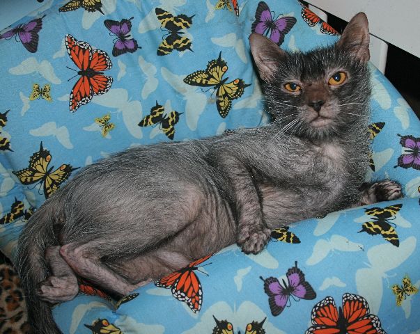 a gray cat sitting on top of a blue chair next to a butterfly covered wall