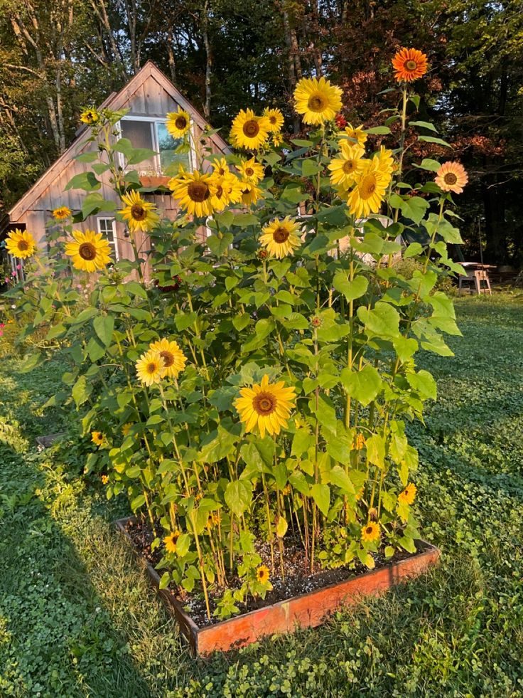 the sunflowers are blooming in the garden and ready to be picked up