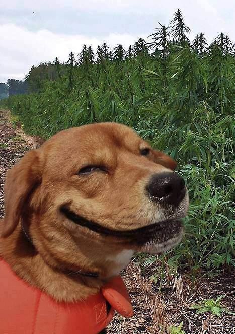 a brown dog wearing an orange frisbee in front of some bushes and trees