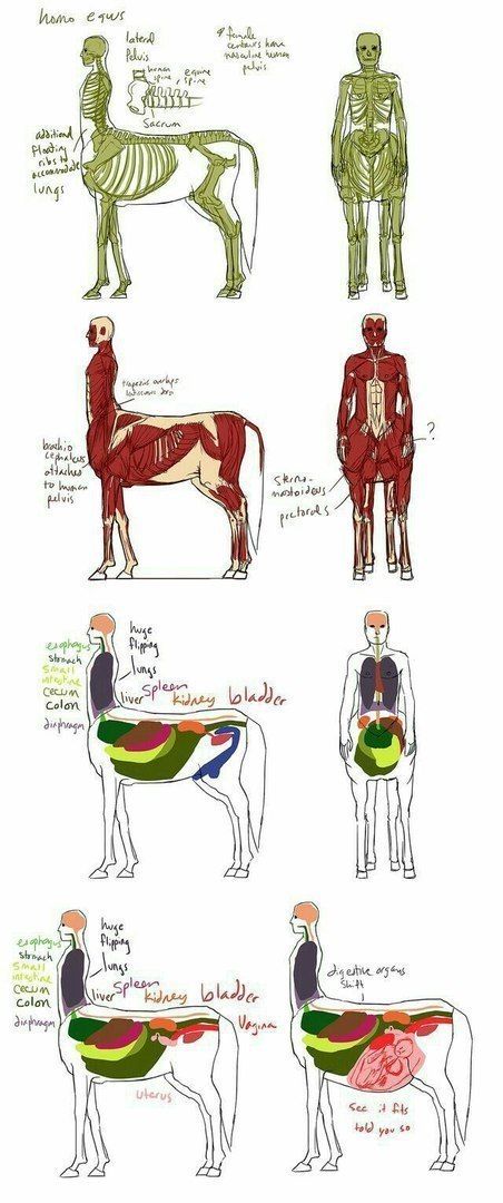 an image of different types of animals and their human body parts, including the skeleton