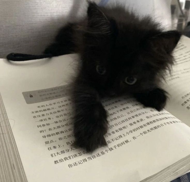 a black kitten laying on top of an open book