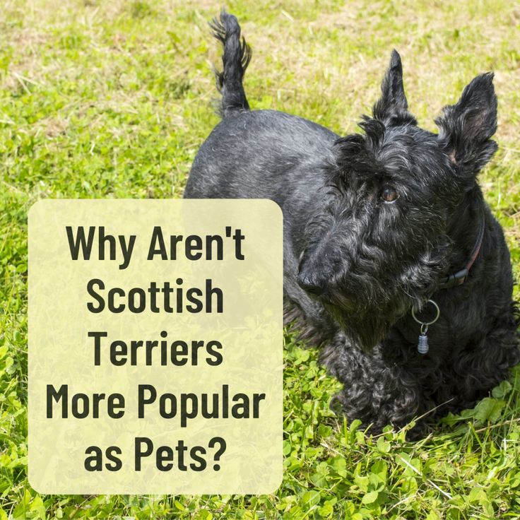 a black dog sitting on top of a lush green field next to a sign that says, why aren't scottish terriers more popular as pets?