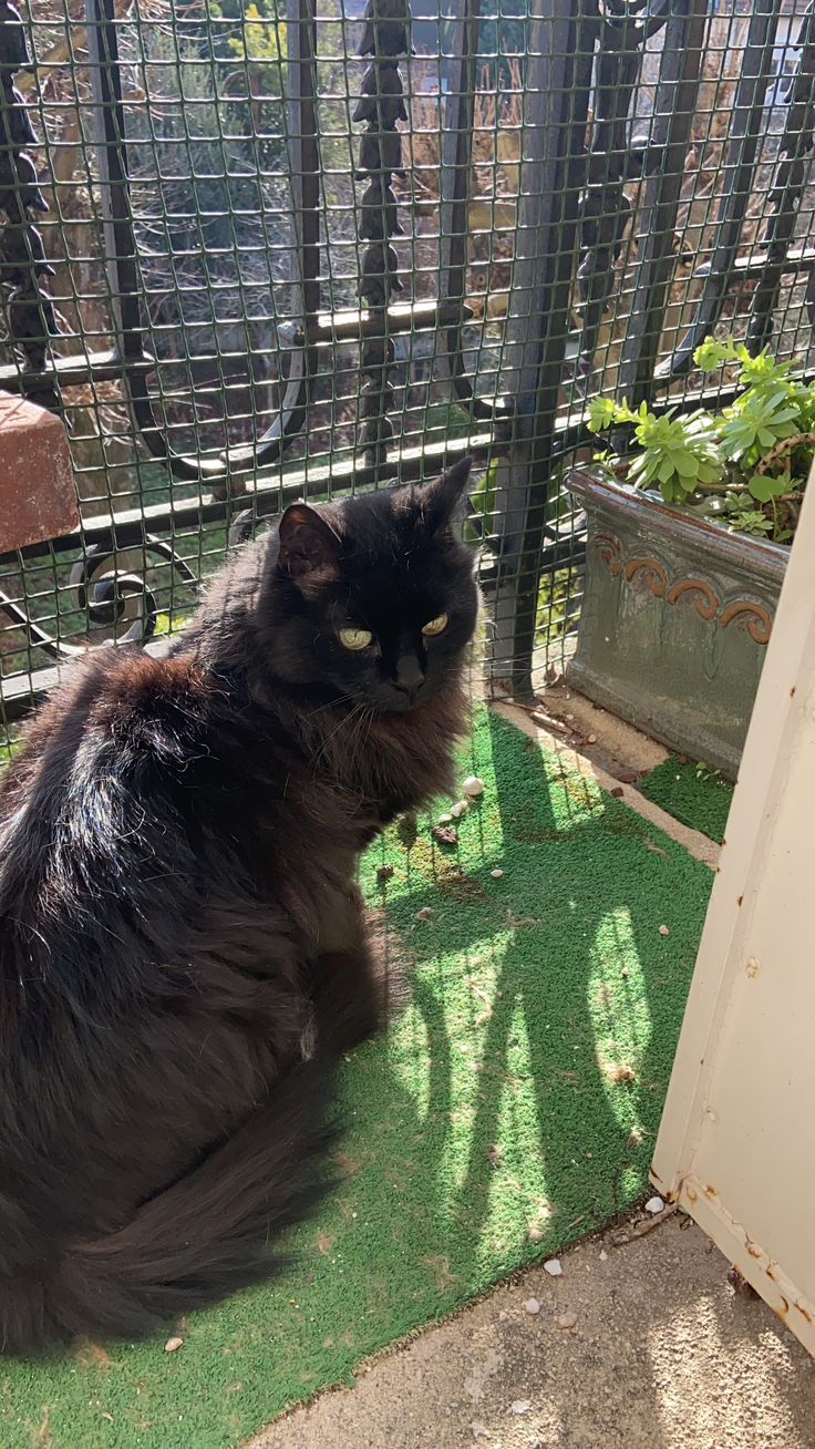 a large black cat sitting on top of a grass covered floor next to a fence