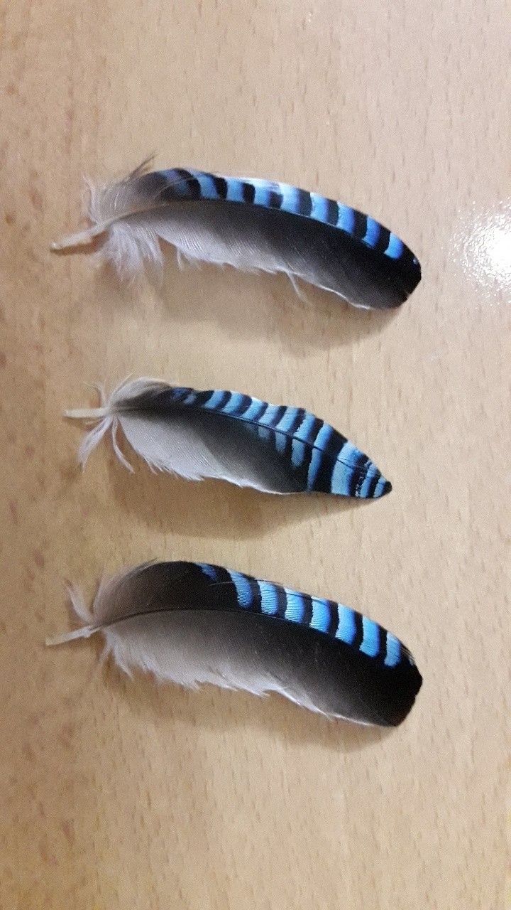 three feathers with blue and white stripes on them sitting on a wooden table next to each other