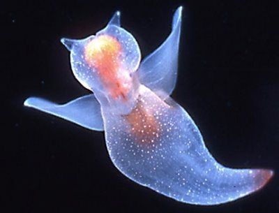 a jellyfish swimming in the water with it's mouth open