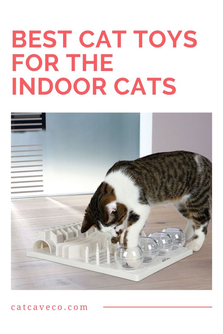 a cat standing on top of an open dishwasher with the words best cat toys for the indoor cats