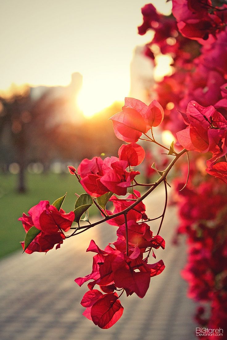 the sun is setting behind some red flowers