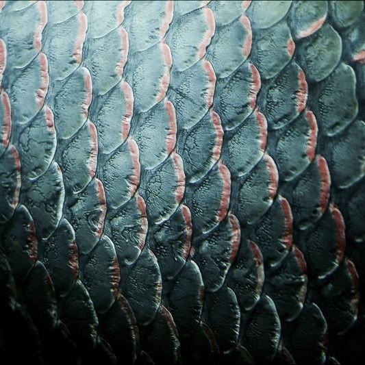 an image of a fish's skin with water droplets on it