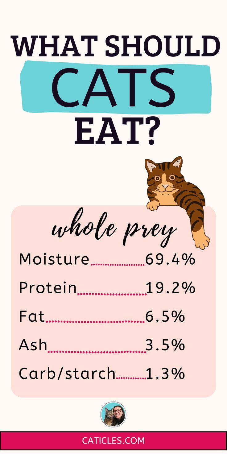 what should cats eat whole prey guaranteed analysis numbers caticles.com Raw Cat Food Diet, Raw Cat Food Recipes, Homemade Cat Food, Cat Food Brands, Cat Nutrition, Natural Diet, Raw Diet, Human Food, Baby Eating