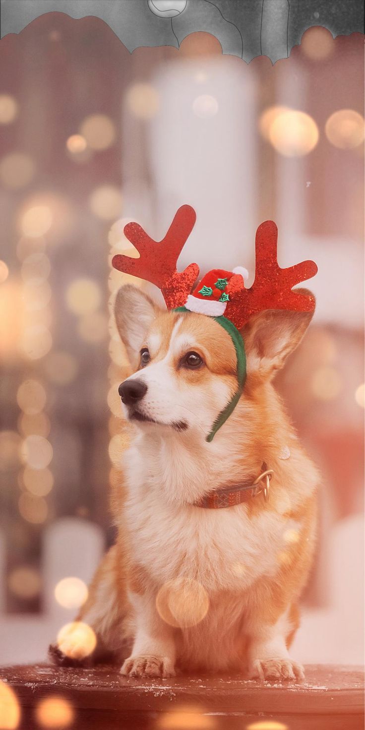 a dog wearing reindeer antlers on its head