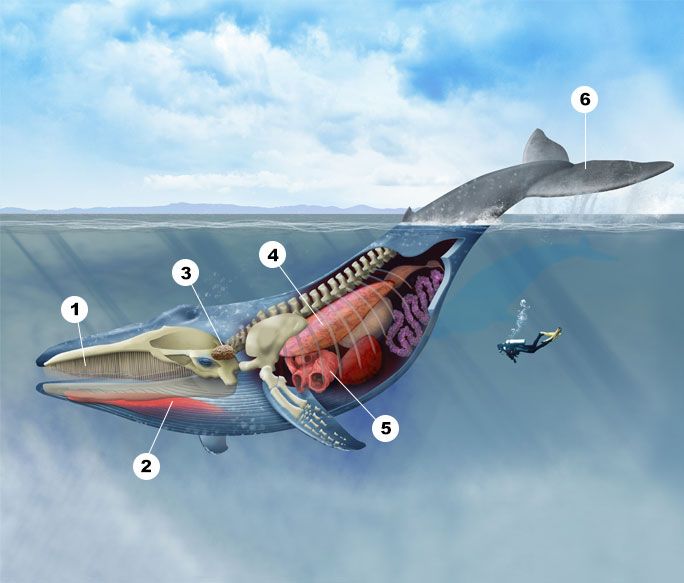 an image of a whale with its mouth open and parts labeled in the diagram below