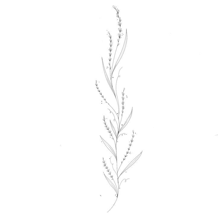 a drawing of a plant on a white background