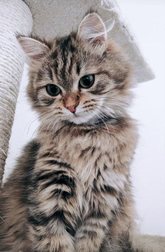 a cat sitting on top of a couch next to a pillow