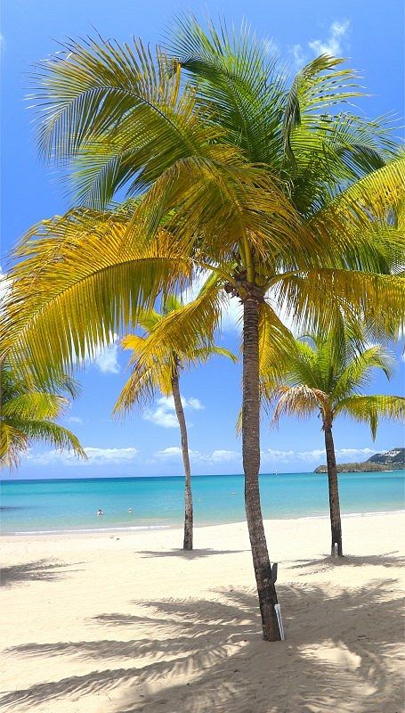 two palm trees on the beach with clear blue water