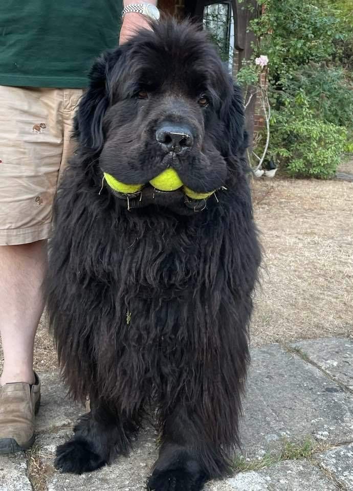 a large black dog holding a tennis ball in its mouth while standing next to a person