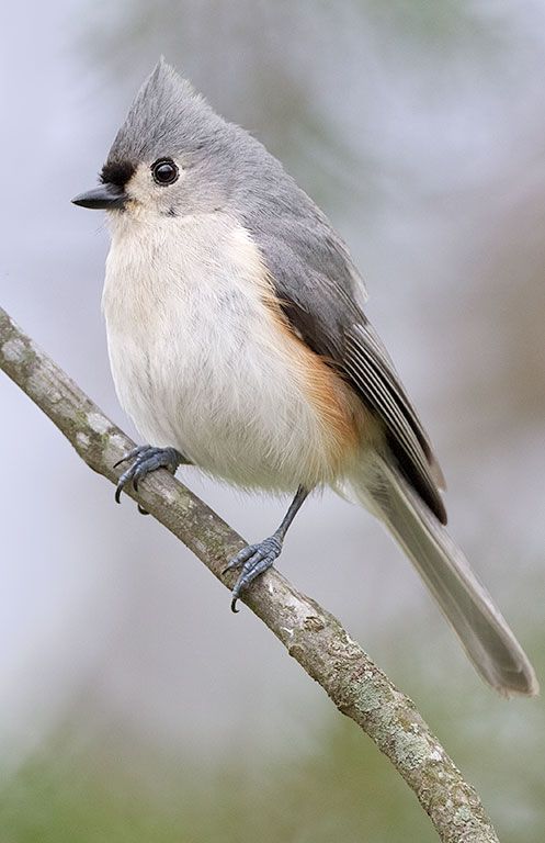 a small bird sitting on top of a tree branch