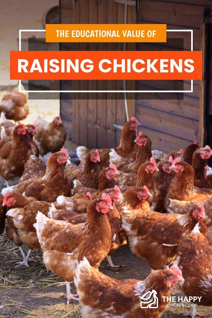 the educational value of raising chickens is shown in this image with an orange and white border