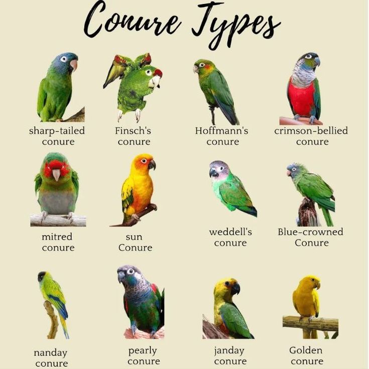 an image of different types of parrots on a white background with the words conure types