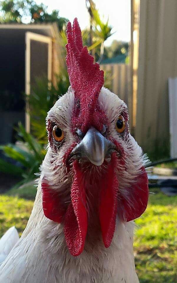 a close up of a rooster's face with grass in the background