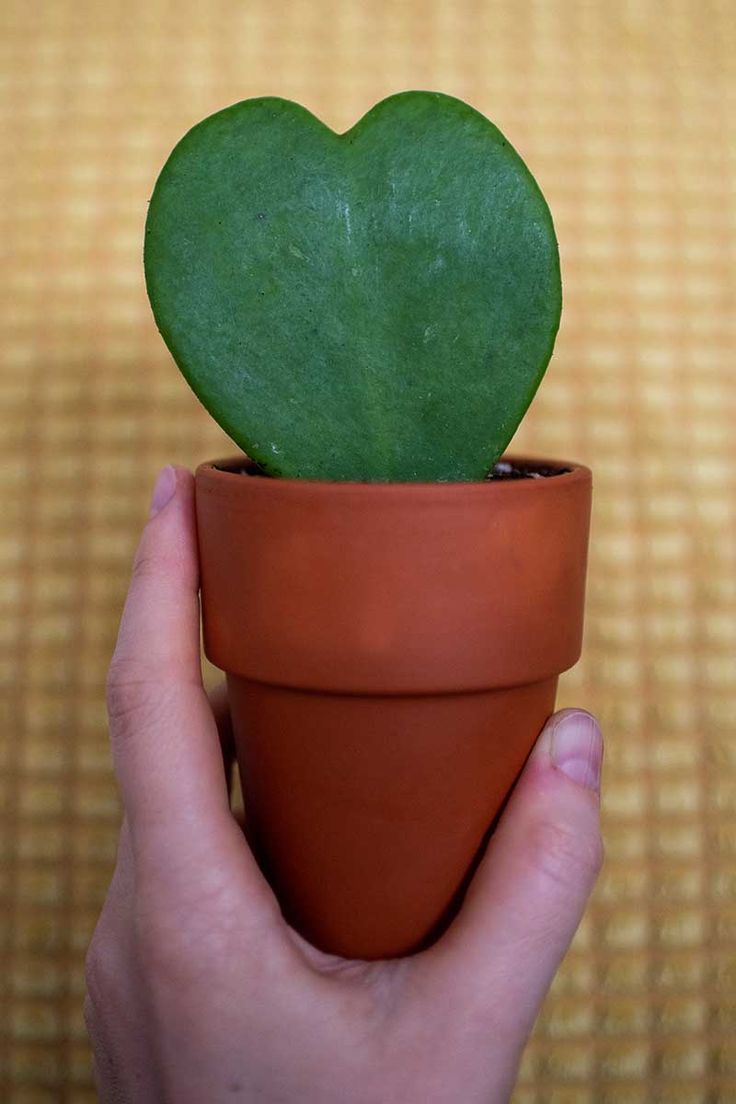 a hand holding a small potted plant with a heart shaped green leaf in it