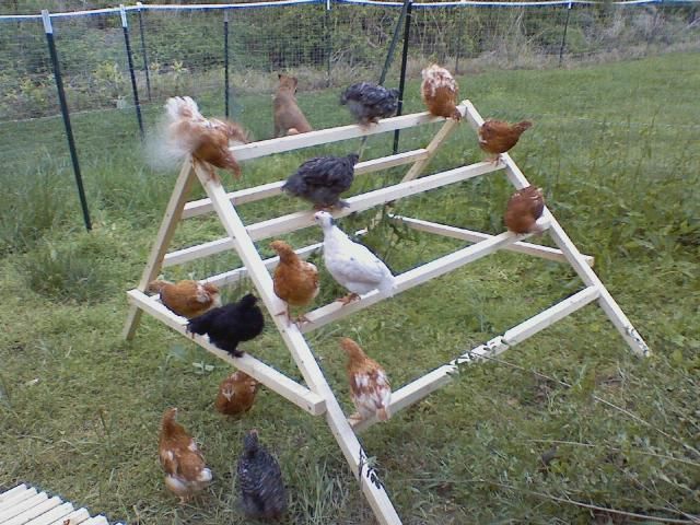 a bunch of chickens that are standing in the grass