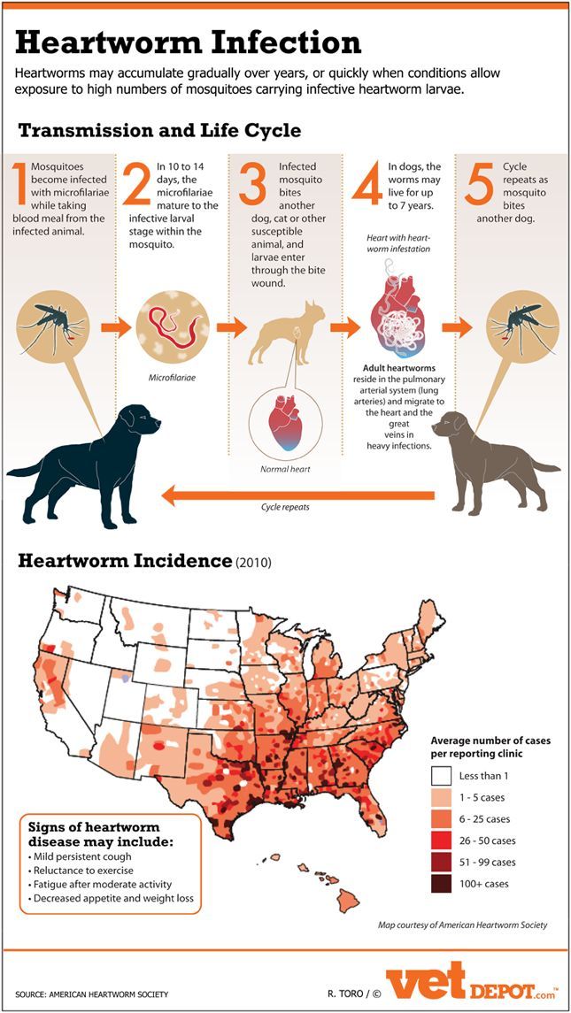 a map shows the number of dogs in each state, and how they are different