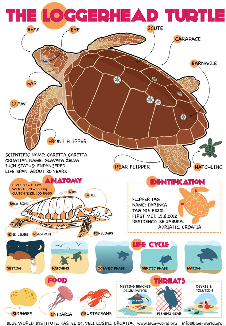 a poster with information about the different types of turtles