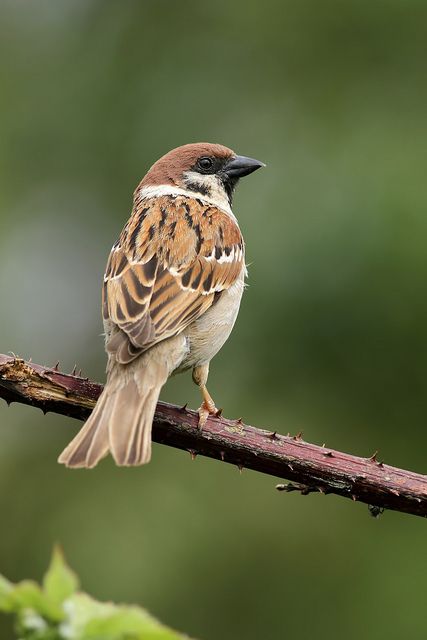 a brown and white bird sitting on top of a tree branch next to green background