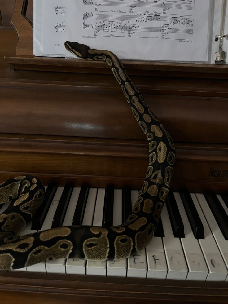 a snake is sitting on top of a piano