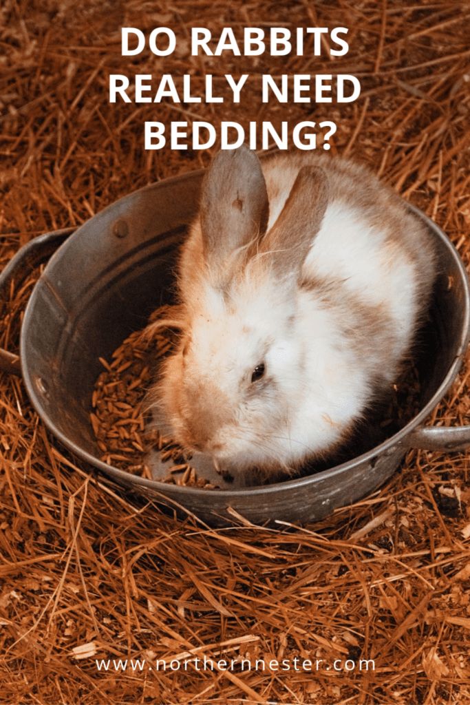 a rabbit in a metal bowl with the words do rabbits really need bedding?