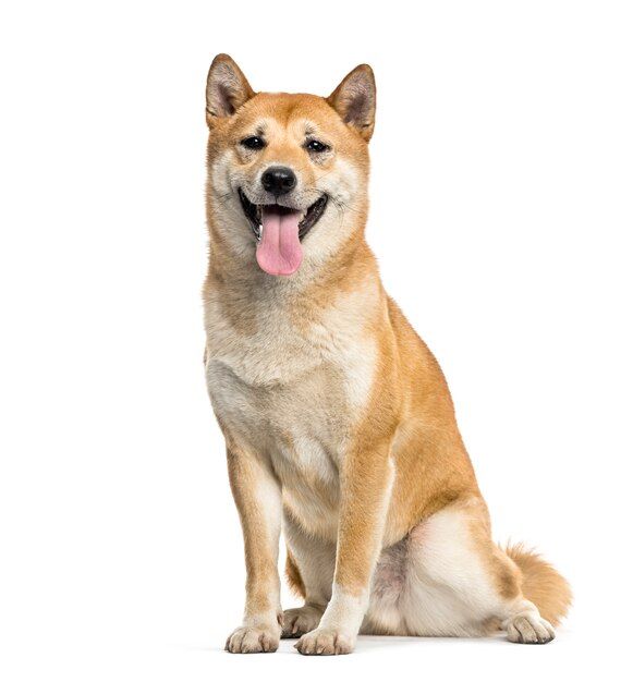 a brown and white dog sitting down with its tongue out