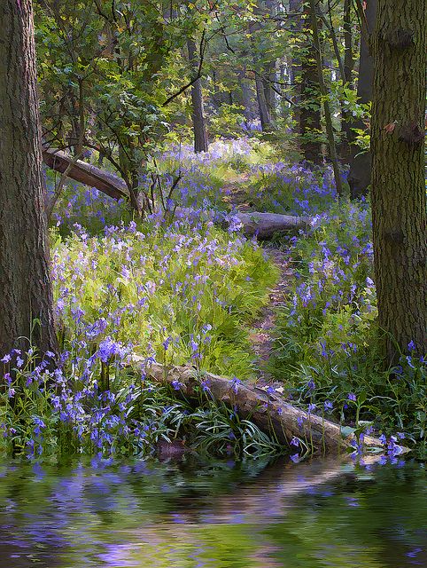 bluebells are blooming in the woods near water