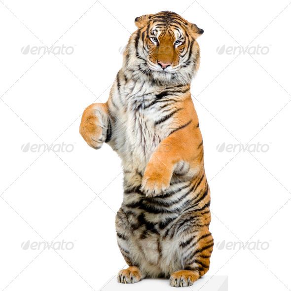 a tiger standing on its hind legs in front of a white background and looking up