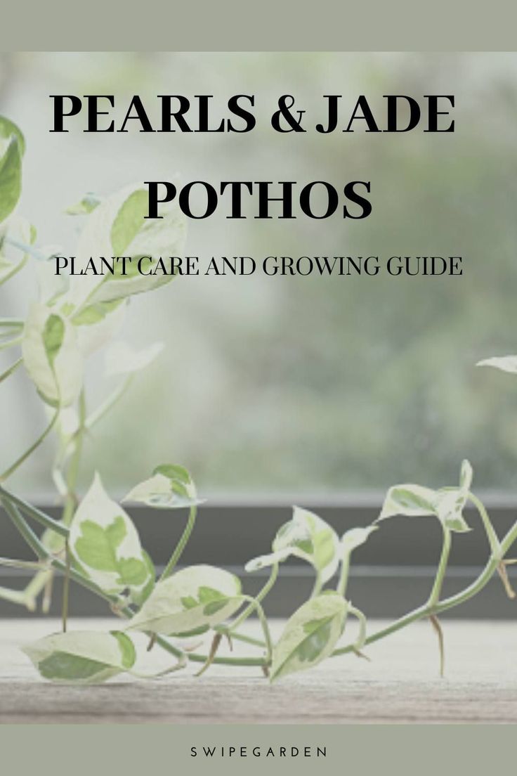 the cover of pearls and jade pothos plant care and growing guide