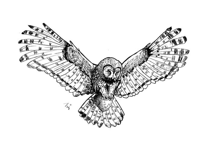 an owl is flying with its wings spread