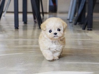 a small white dog walking across a floor next to a chair and table with chairs in the background